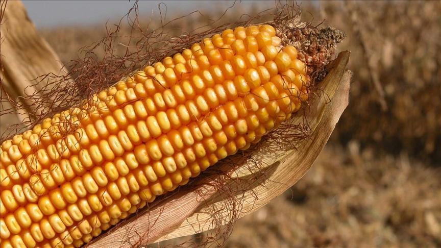 AB, genetiği değiştirilmiş mısıra onay verdi