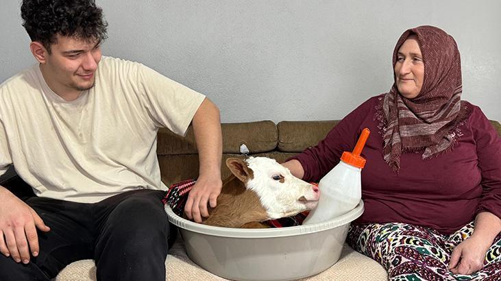 ‘Bayram’ ismini verdiği buzağıya üşümesin diye konutta bebek üzere bakıyor