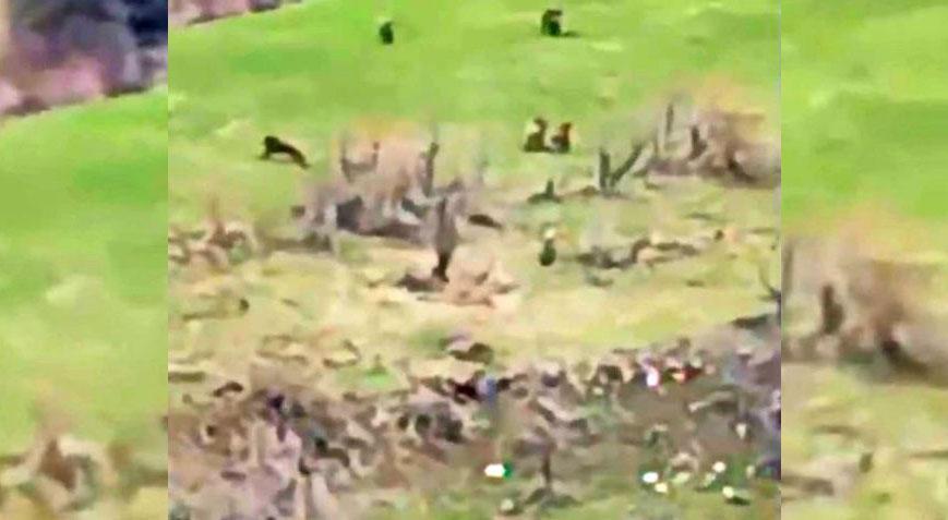 Böylesi birinci kere yaşandı! 8’i bir ortada görüldü