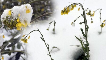 Kar altında kaldı, don felaketini yaşadı! ‘Sarı altın’ mucizesi