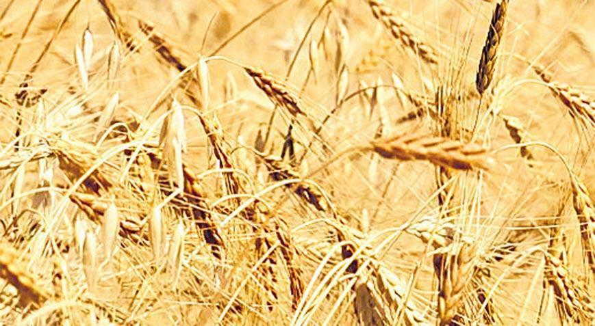 Kavılca buğdayının vakit seyahati