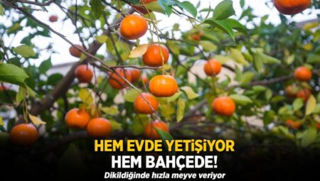 Ne bahçede ne saksıda naz yapmıyor! Anında meyve veriyor, tadı nefis