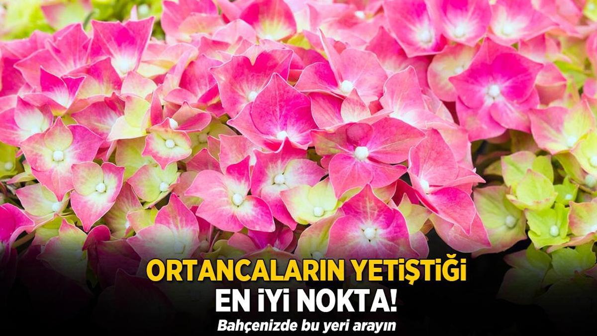 Ortancaların yetiştiği en güzel nokta! Bahçenizde bu yeri arayın