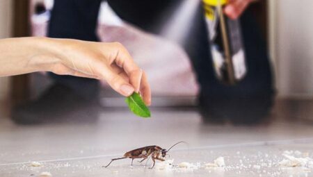 Spreye ekle, püskürt, kurtul! Kalorifer böcekleri anında kaçışacak, en tesirli tahlil