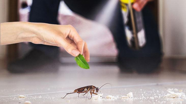 Spreye ekle, püskürt, kurtul! Kalorifer böcekleri anında kaçışacak, en tesirli tahlil
