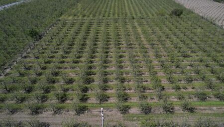 Zirai don armut ve şeftaliyi teğet geçti