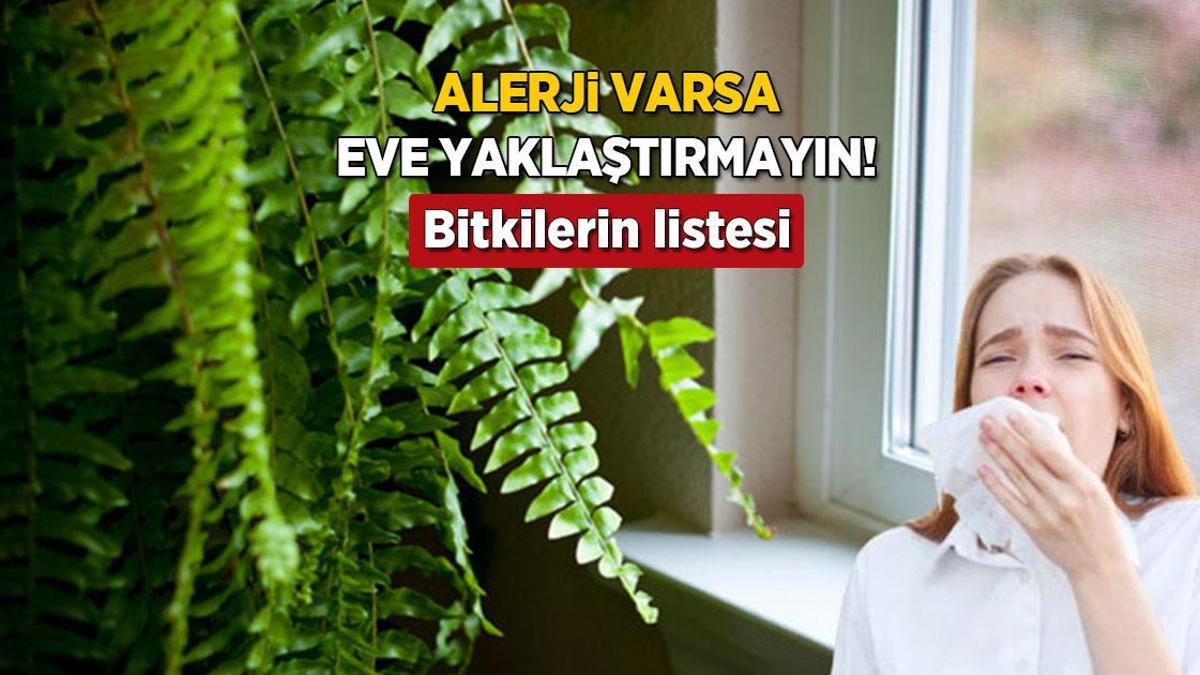Alerjiniz varsa bu bitkilere yaklaşmayın! Teneffüs yollarını resmen felç ediyor