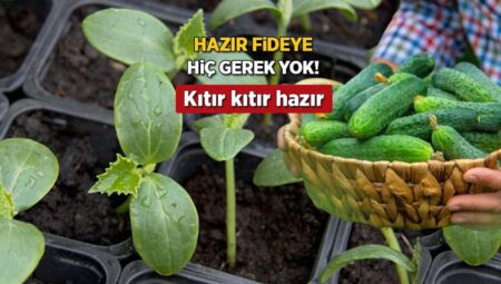 Hazır fide almadan yetiştiriliyor! Balkonda kıtır kıtır salata, pet şişede sera tesiri