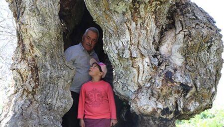 İmgeleri toplumsal medyada yayıldı: Çocukluğumuzdan beri bu ağacın kıssasını dinleriz