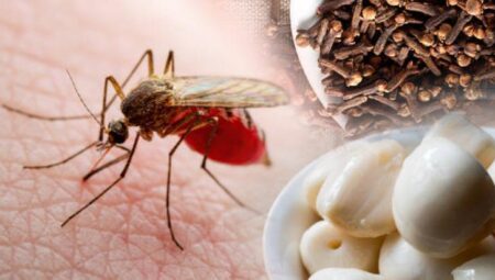 Odada uçup uçup saklanan sineği avlıyor! Azıcık deodorant kâfi, saniye sürecek