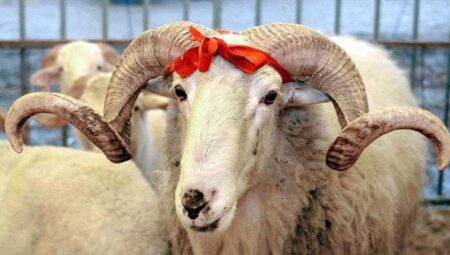 Türk Kızılay’ın vekaletle kurban kesim fiyatı muhakkak oldu