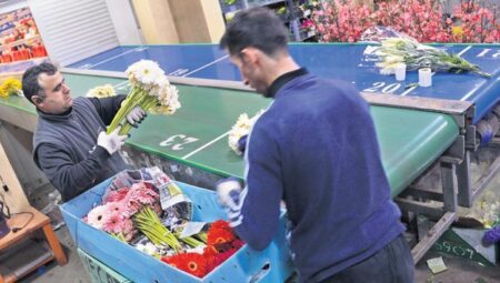 100 milyon kol çiçek satılacak