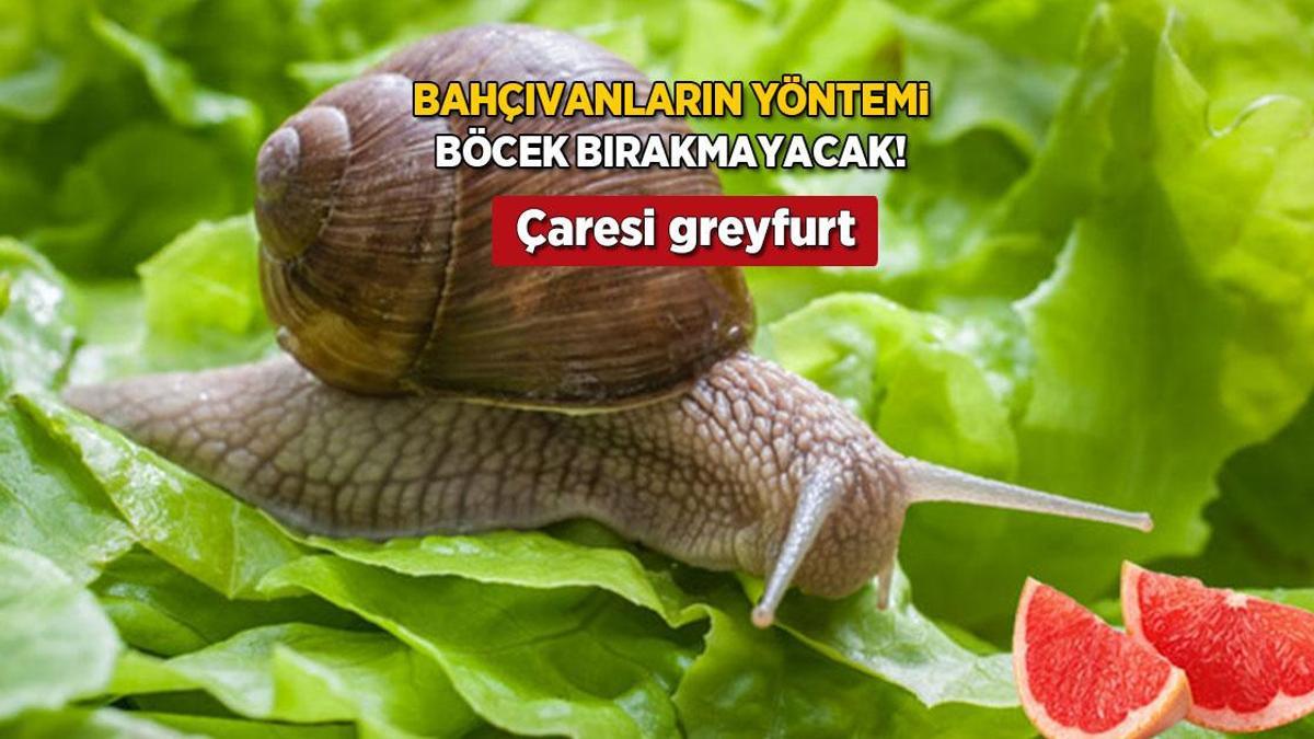 Bahçıvanların sakladığı tüyo! Salyangozlara geçit yok, devası turuncu kabukta