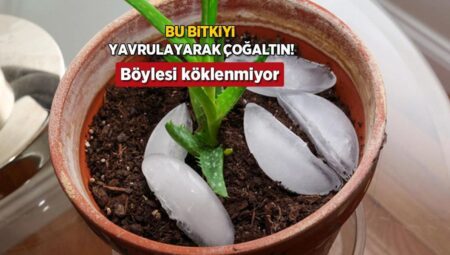 Konutta aloe vera çoğaltmak çocuk işi ! Tek yaprakla yavruluyor, kimse bilmiyor