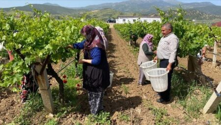 Manisa’da asma yaprağı üzüm üreticisine ek gelir sağlıyor