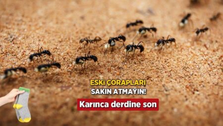 Meskendeki karınca meselesini eski çoraplarla çözün! Anında yakalıyor, daha düzgünü yok