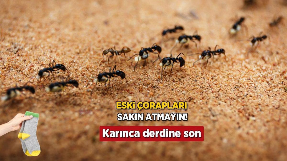 Meskendeki karınca meselesini eski çoraplarla çözün! Anında yakalıyor, daha düzgünü yok