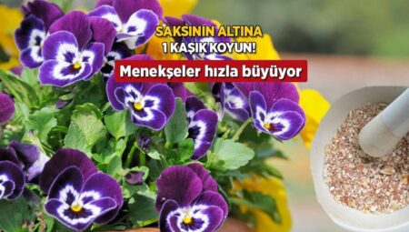 Saksının altına 1 kaşık koyun, çiçek açma suratını izleyin! Kökleri coşturuyor
