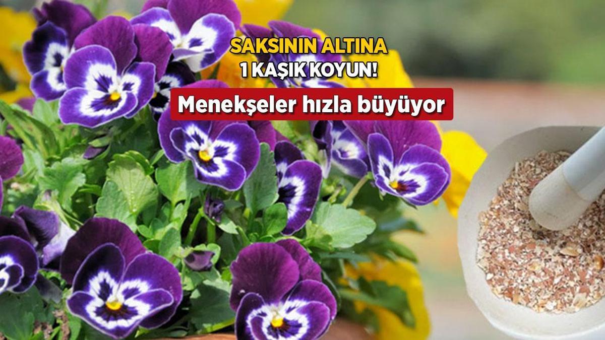 Saksının altına 1 kaşık koyun, çiçek açma suratını izleyin! Kökleri coşturuyor