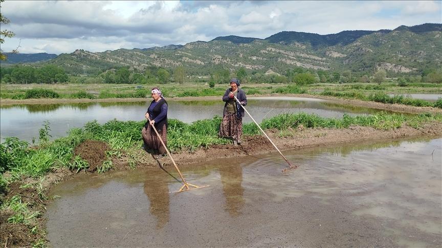 Sinop’ta 18 bin dekar alanda çeltik ekimine başlandı