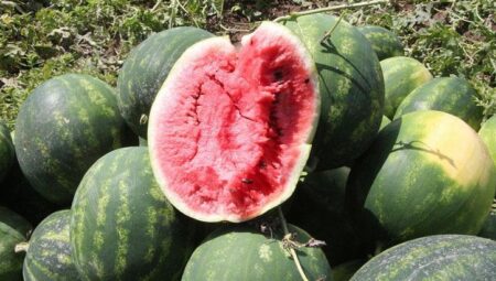 Adana’da dönemin birinci karpuz hasadı başladı; tarlada kilosu 7 TL