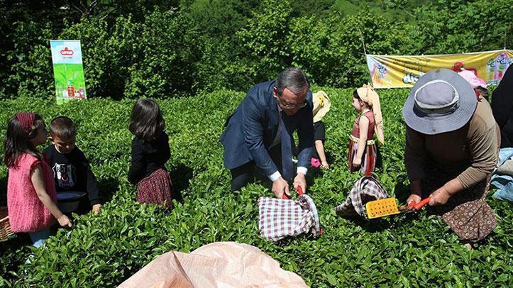 Artvin’de klâsik çay hasadı aktifliği düzenlendi