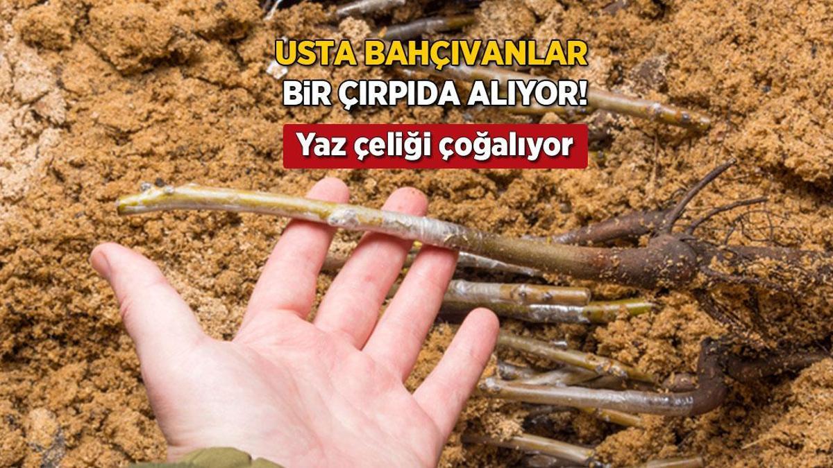 Bahçeyi çiçek tarlasına çevirmek çok kolay! Yaz çeliğiyle 1 kol dik 10 adet al