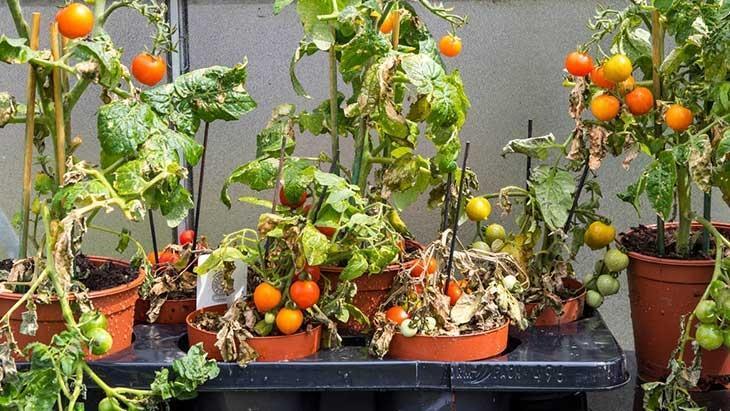 Bu kusurlar domatesi öldürüyor! Yol yakınken kurtarmak mümkün