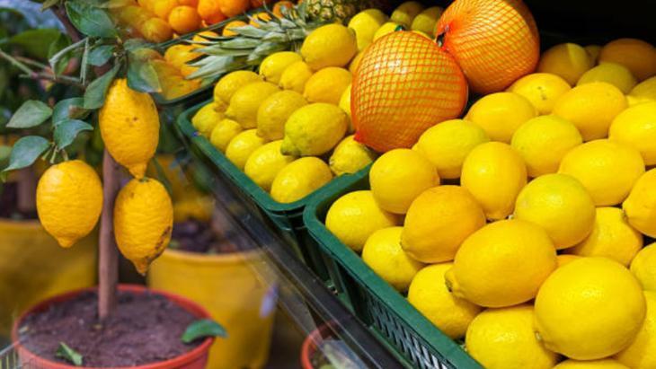 Çekirdeklerini çıkarıp eken yaşadı! Limondan ağaç çıkıyormuş, marketten alınana bakın