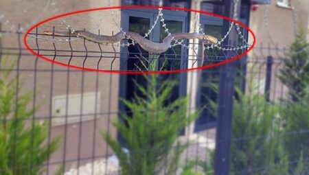 Dev yılan sitede oturanların kabusu oldu! Kimse endişeden yaklaşamadı