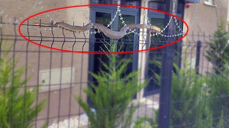 Dev yılan sitede oturanların kabusu oldu! Kimse endişeden yaklaşamadı