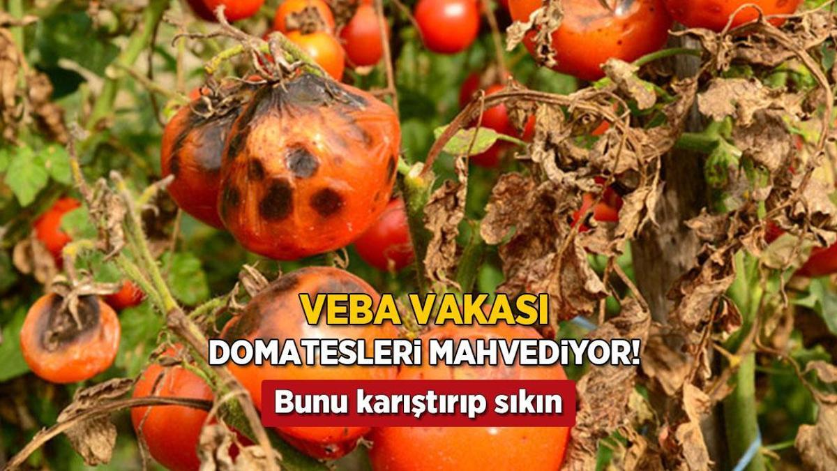 Domatesleri çürüten hastalığa sarımsak yeter! Karıştırıp sıkın, tek tedbirmiş