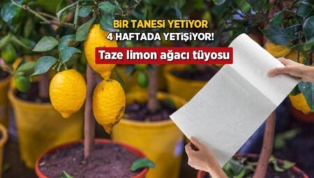 Havlu kağıtla meskeni limon bahçesine döndürün! 1 ayda fide verecek