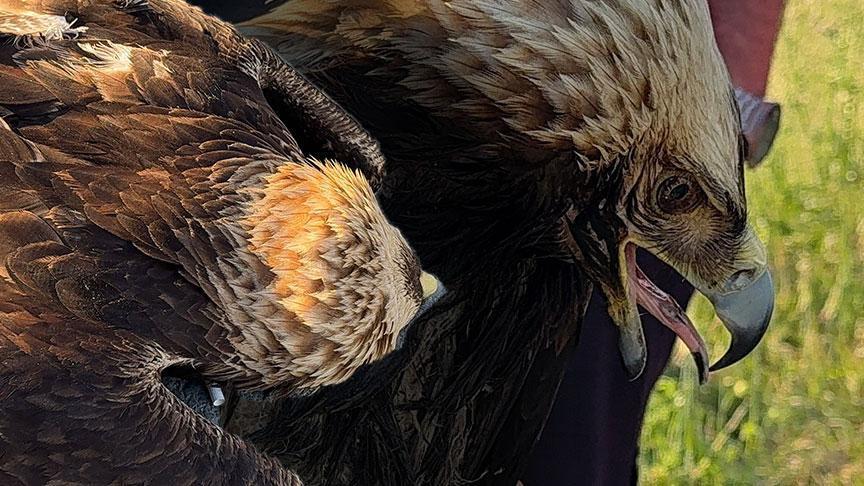 İstanbul’da çalılıkların ortasında fark ettiler! ‘Hiç görmemiştik birinci sefer karşılaşıyoruz’