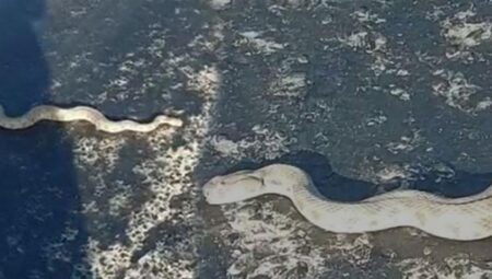 Kentte endişe dolu anlar! En zehirli çeşit yola indi
