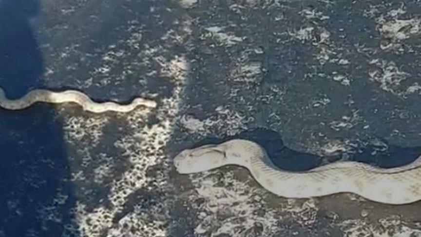 Kentte endişe dolu anlar! En zehirli çeşit yola indi
