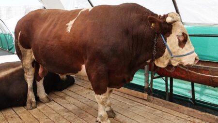 Kurban pazarının gözdesi ‘şampiyon’ oldu! Tam 1 ton 150 kilo tartısında: İşte fiyatı…