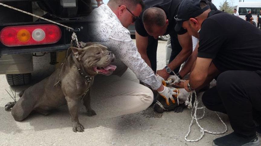 Pitbull kalabalığın ortasına daldı! Bir kişi yaralandı, 4 kişi güç zapt etti