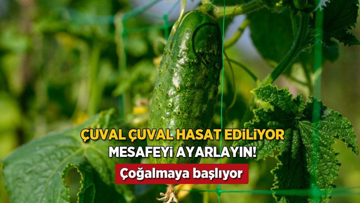 Salatalık dikiminde altın ölçü! Yan yana ekmeyin, ortadaki aralık hasadı uçuruyor