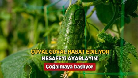 Salatalıkta altın ölçü! Ortadaki uzaklık hasadı uçurmasın, kısımlar dolup taşsın