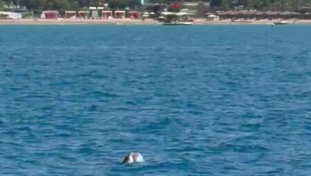 Side açıklarında görüntülendi! Turistler büyük heyecan yaşadı