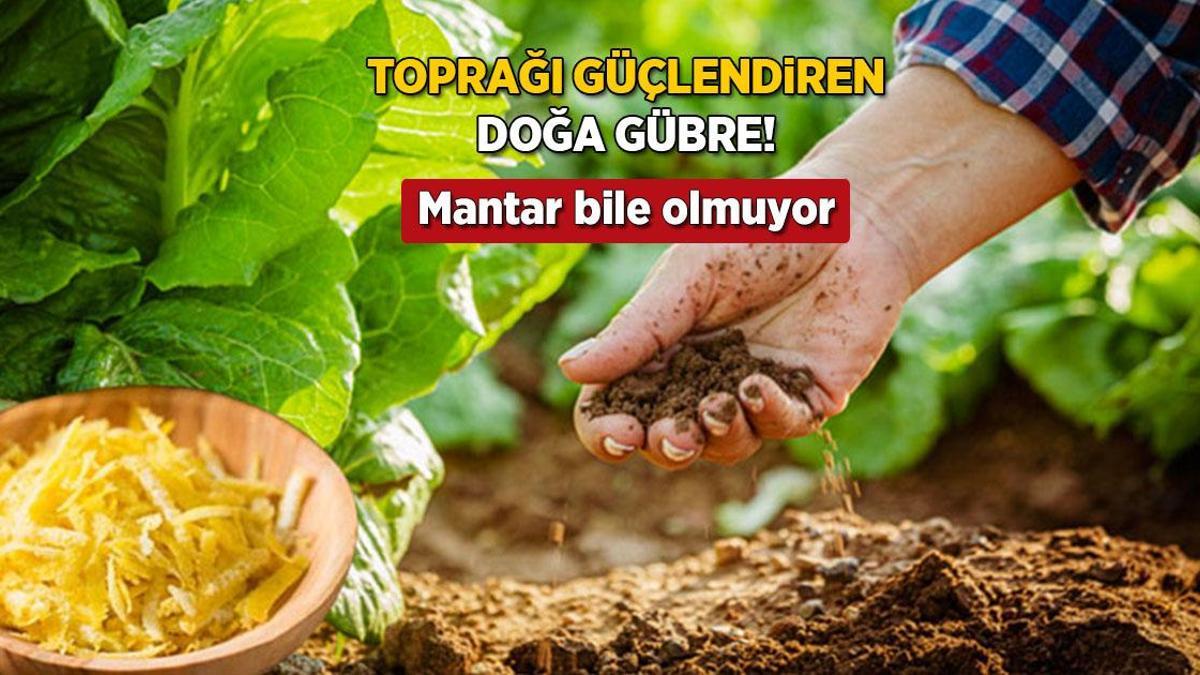 Toprak coşturan gübre! Limon kabuğunu bahçeye gömün, sonucu görün