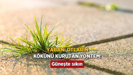 Yabani otlara veda! Bir damlası toprağı temizliyor: Tırmığa ve kazamaya gerek kalmadı