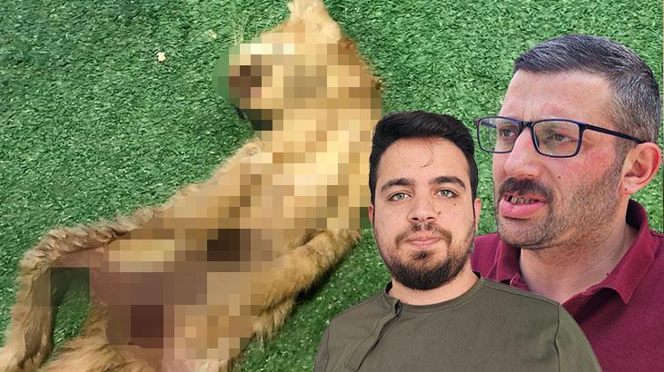 Zonguldak’ta bir kedi vahşeti daha! Karın bölgeleri kesildi, iç organları çıkarıldı